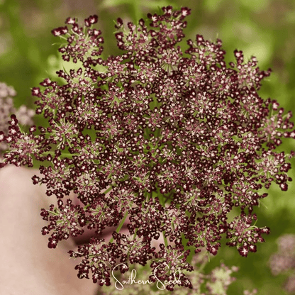 Chocolate Lace Queen Anne's Lace – 100 Seeds