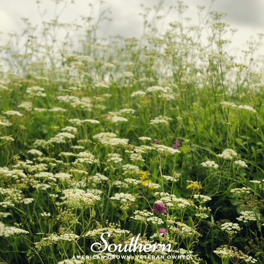 Queen Anne’s Lace – 100 Seeds