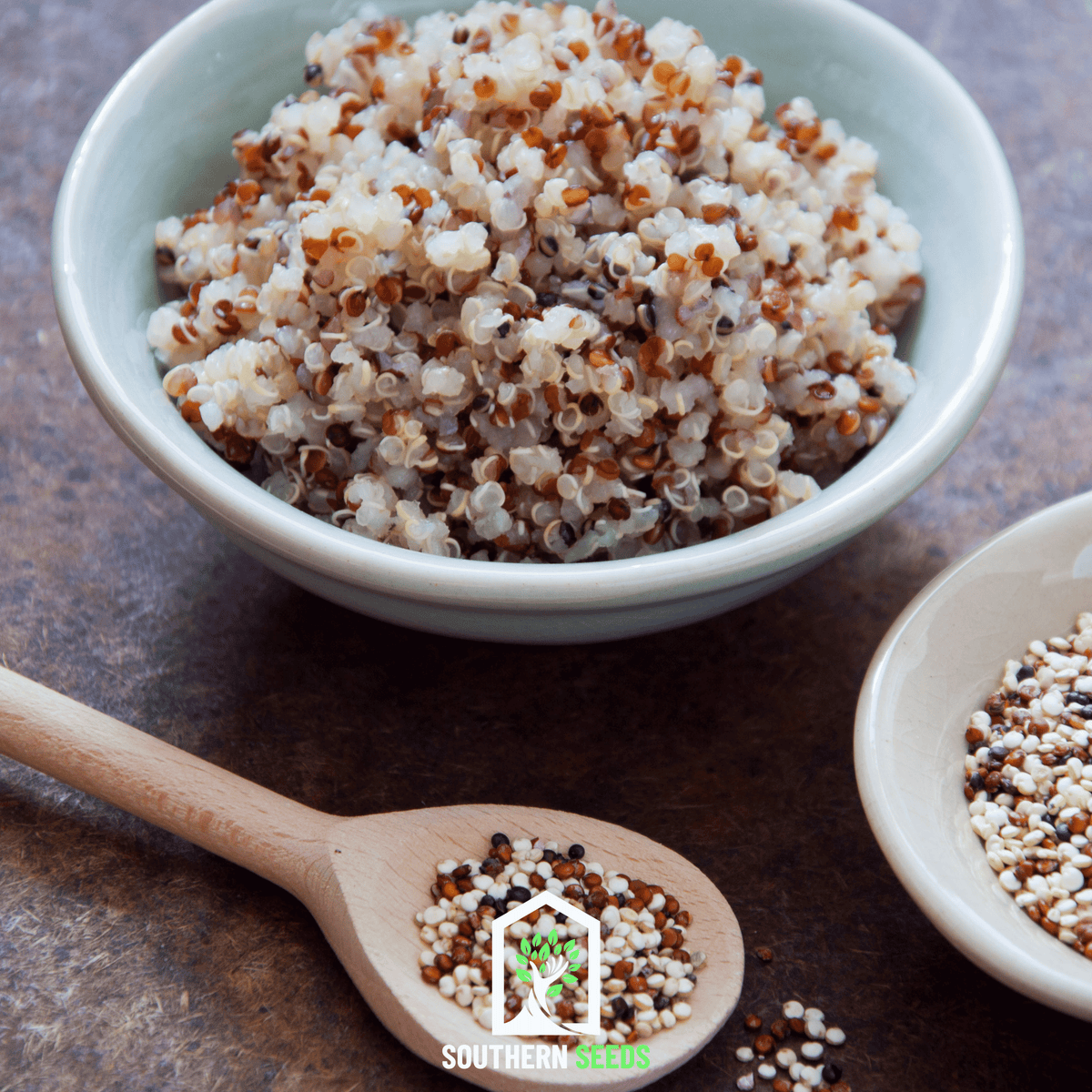 Brightest Brilliant Rainbow Quinoa – 250 Seeds