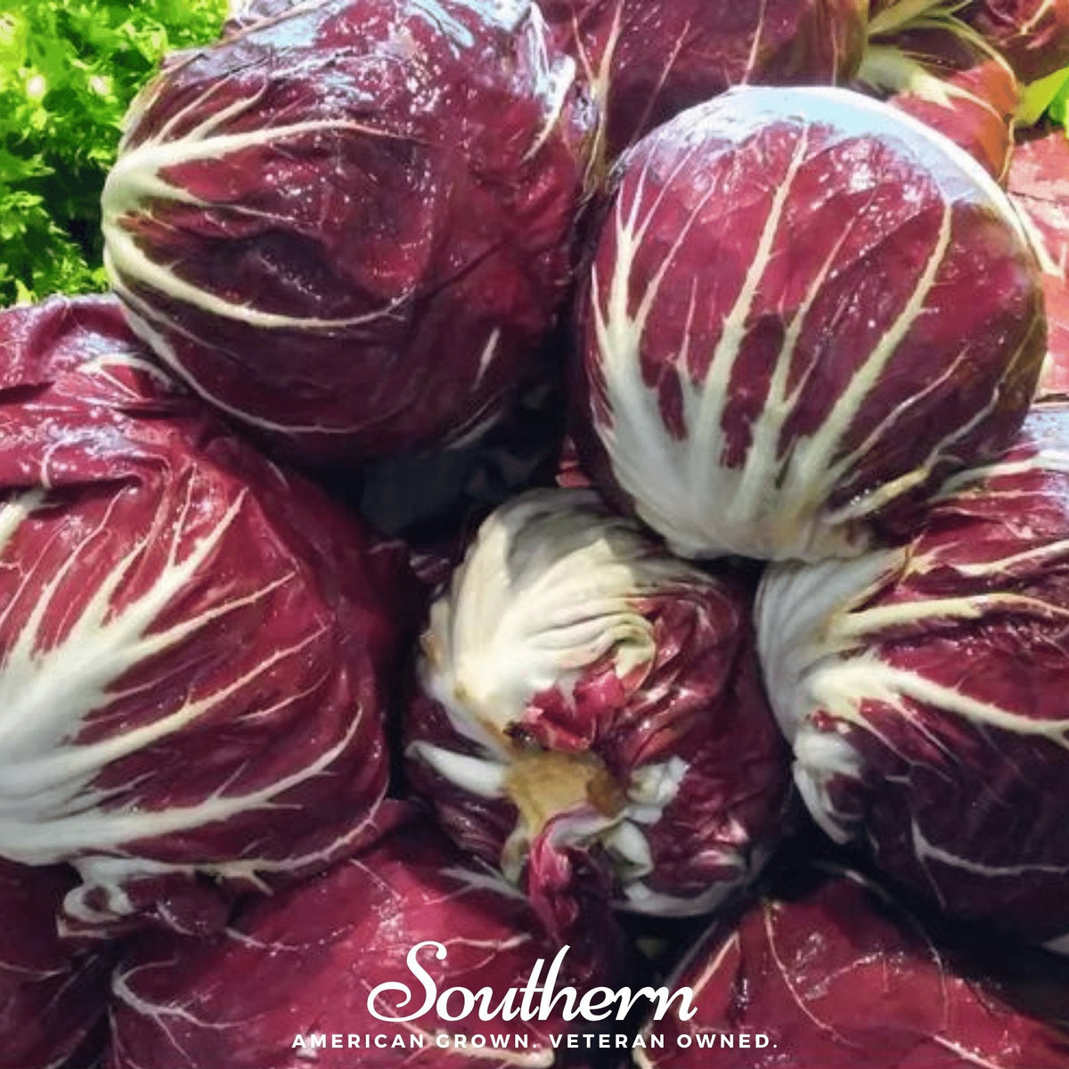 Palla Rossa Radicchio – 100 Seeds