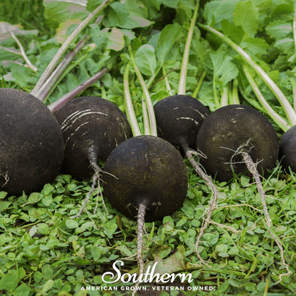 Black Spanish Radish – 250 Seeds