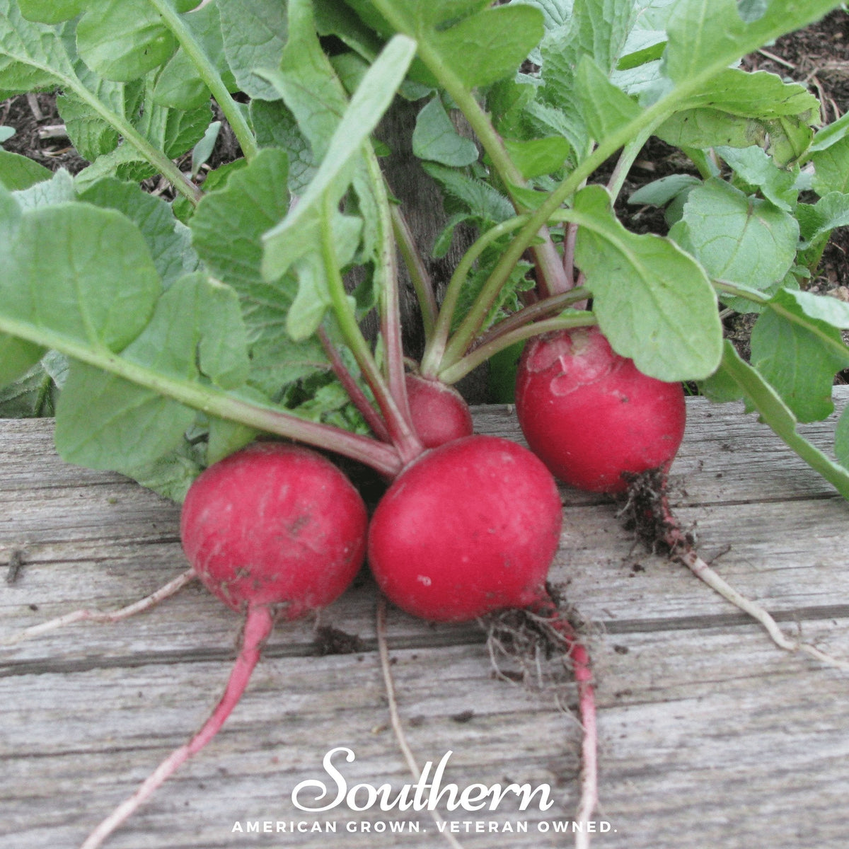 Cherry Belle Radish – 250 Seeds