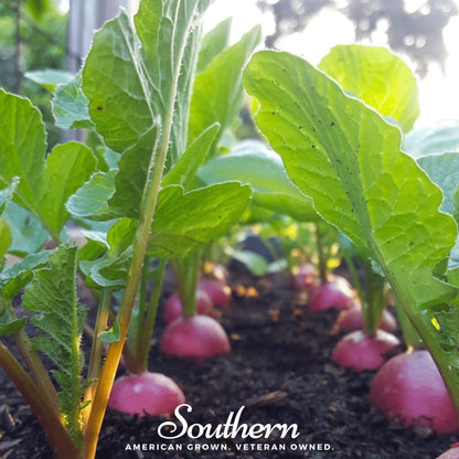 Cherry Belle Radish – 250 Seeds