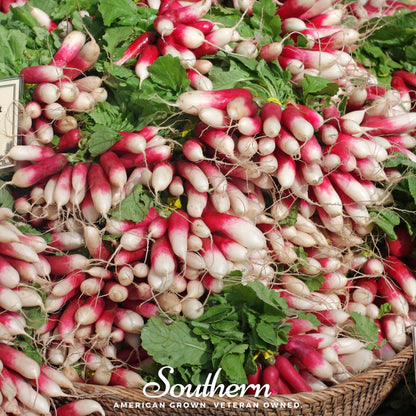 French Breakfast Radish – 250 Seeds