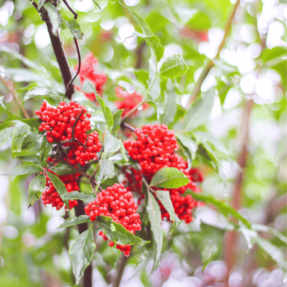 Red Elderberry – 50 Seeds
