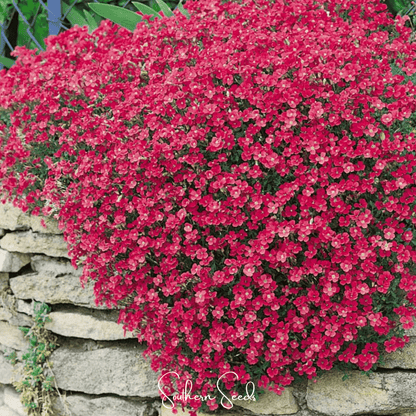 Cascade Red Rockcress – 50 Seeds
