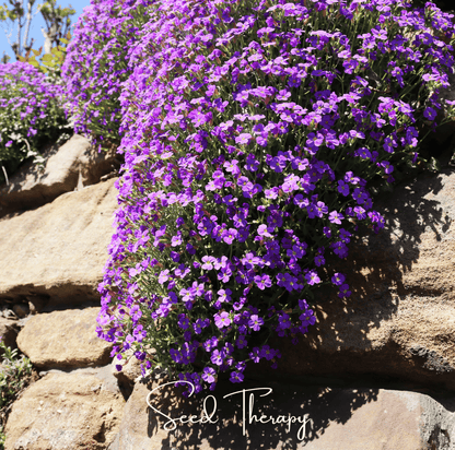 Purple Rockcress – 250 Seeds