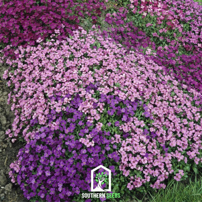 Royal Rockcress Mix – 100 Seeds