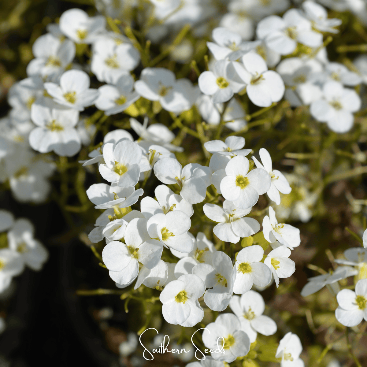 White Rockcress – 250 Seeds