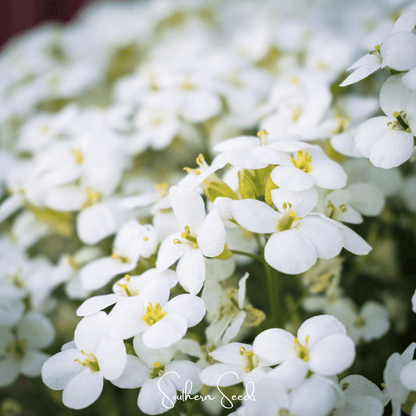White Rockcress – 250 Seeds