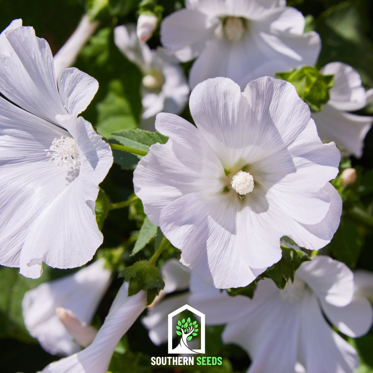 Rose Mallow Mix – 50 Seeds