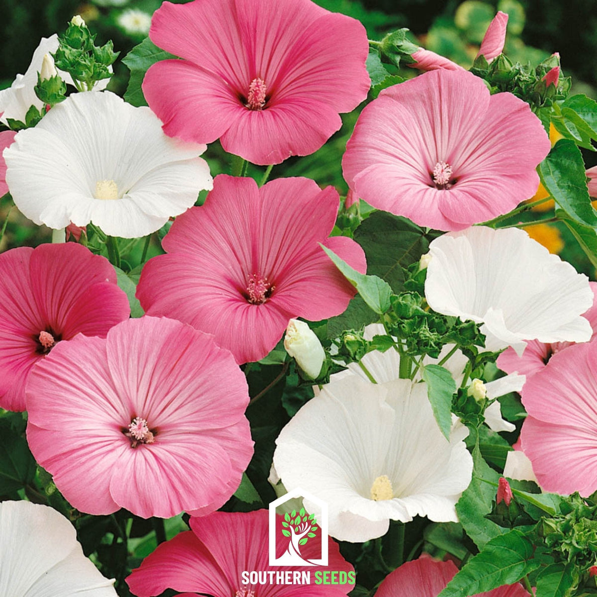 Rose Mallow Mix – 50 Seeds