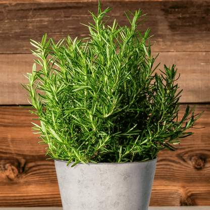 Rosemary – 50 Seeds