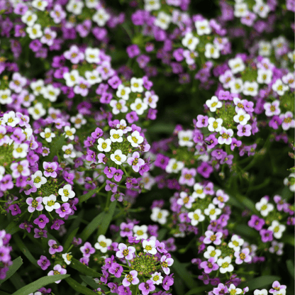 Royal Carpet Alyssum – 100 Seeds