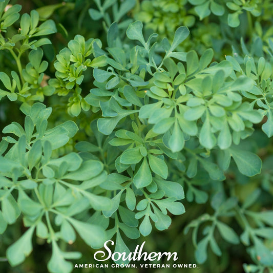 Rue – 100 Seeds