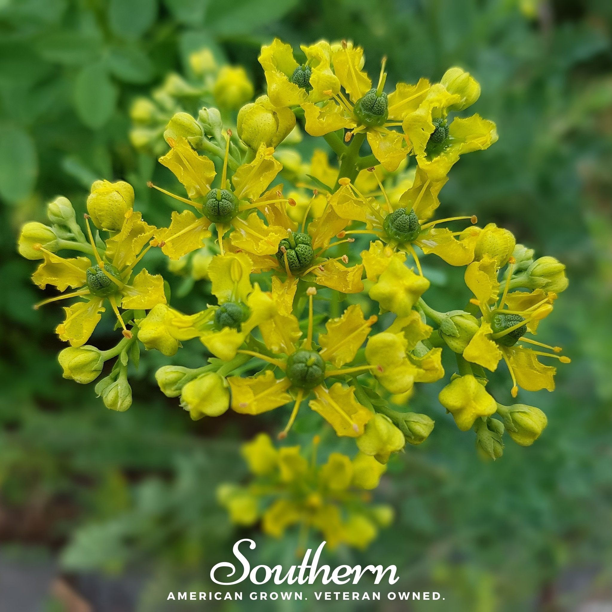 Rue – 100 Seeds