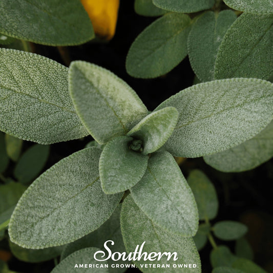 Extrakta Sage – 30 Seeds