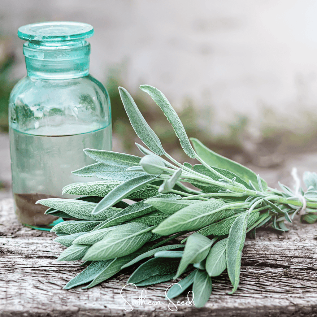 Kitchen Sage – 50 Seeds