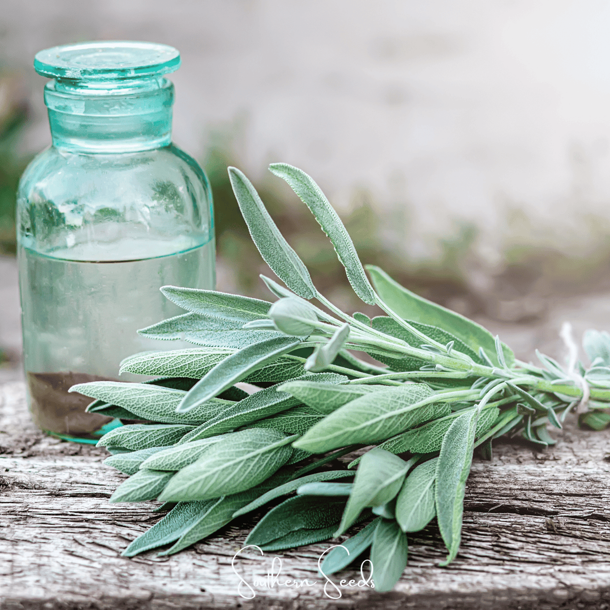 Kitchen Sage – 50 Seeds