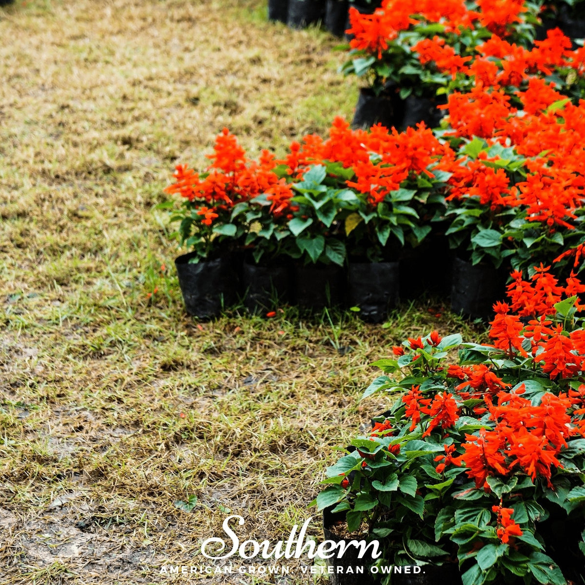 Scarlet Sage – 100 Seeds
