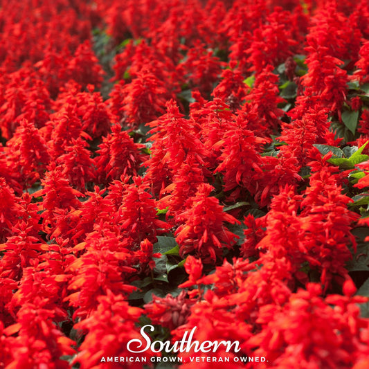 Scarlet Sage – 100 Seeds