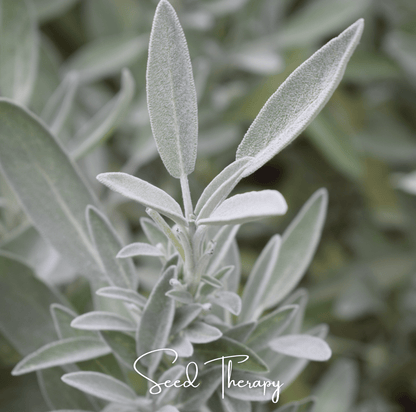 White Sage – 50 Seeds