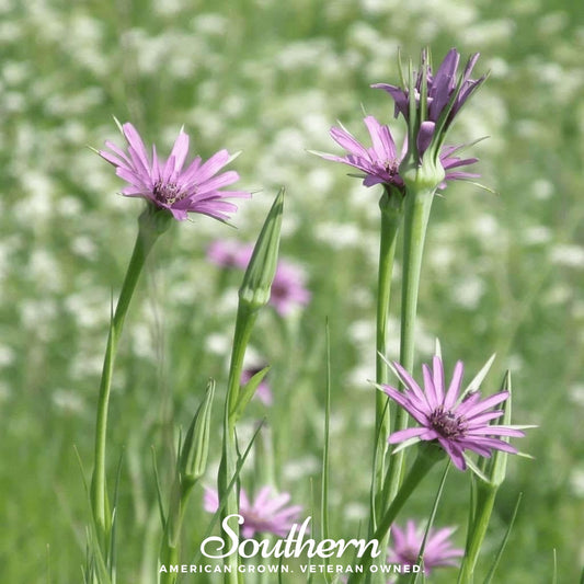 Mammoth Sandwich Island Salsify – 50 Seeds