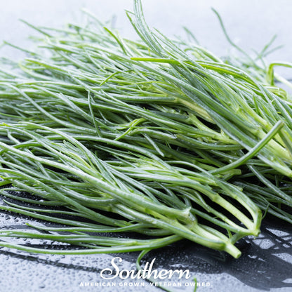 Saltwort – 50 Seeds