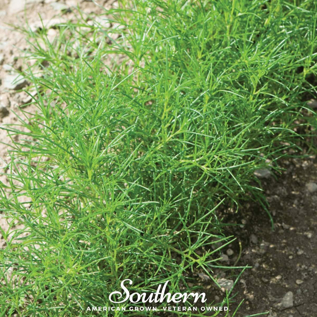 Saltwort – 50 Seeds