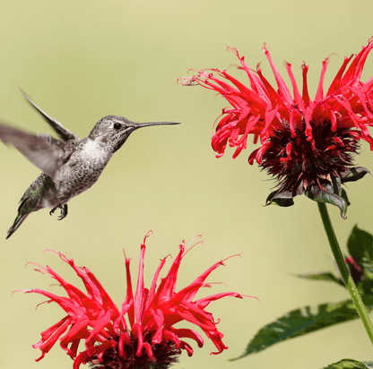Scarlet Bee Balm – 20 Seeds
