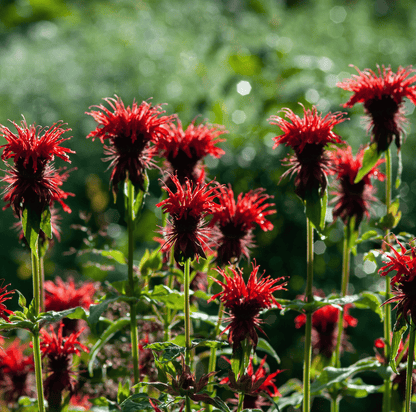 Scarlet Bee Balm – 20 Seeds