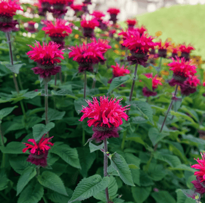 Scarlet Bee Balm – 20 Seeds