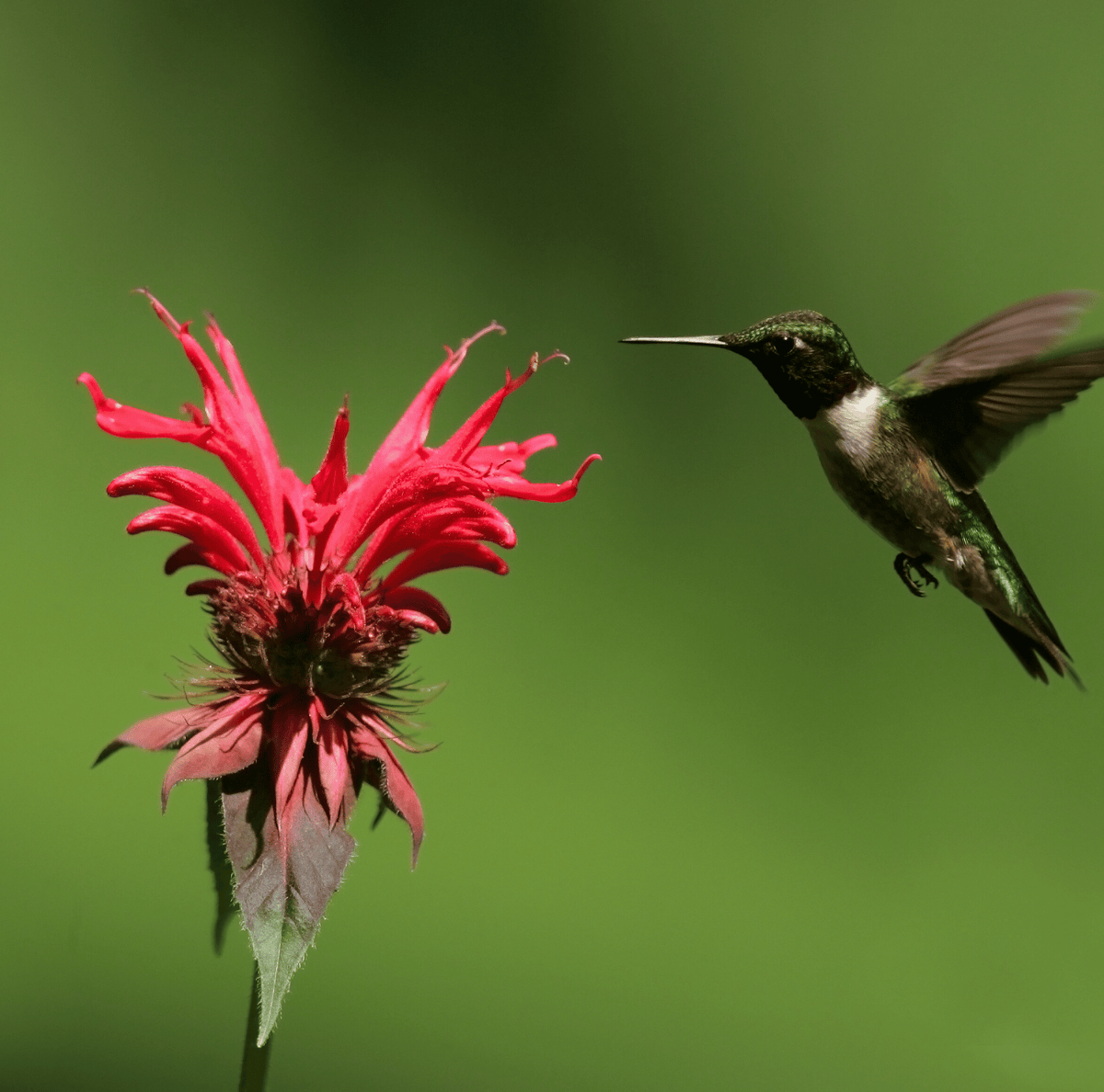 Scarlet Bee Balm – 20 Seeds