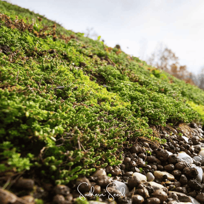 Sedum Roof Mix – 500 Seeds