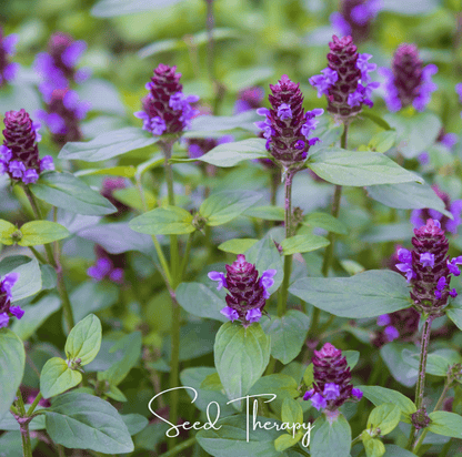 Self Heal (Heal All, All Heal) – 50 Seeds