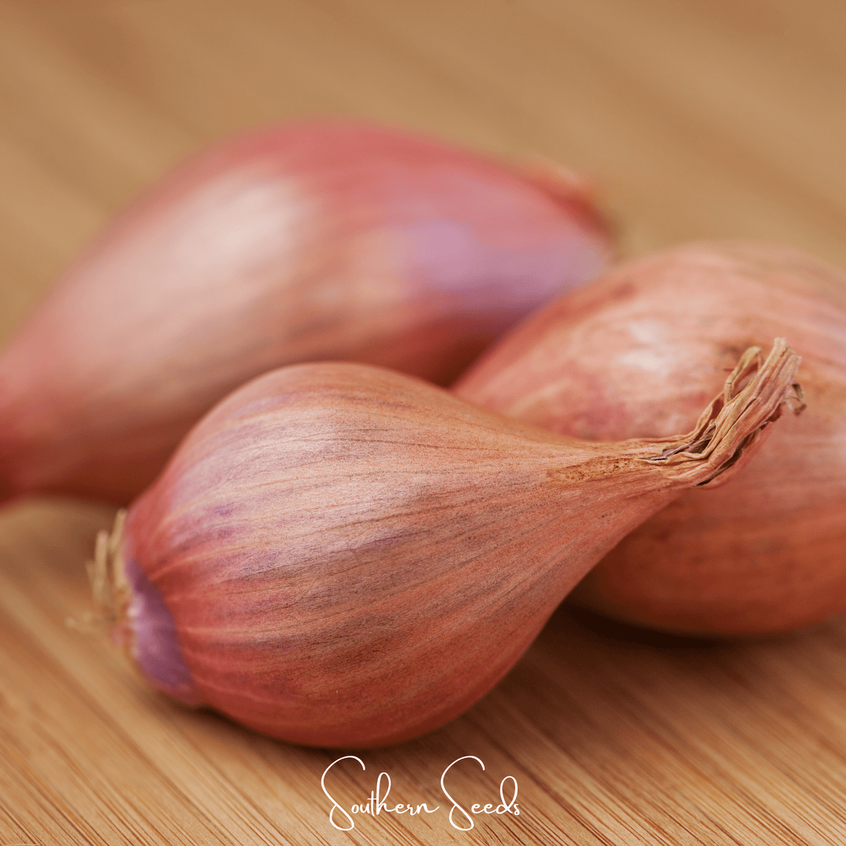 Davidor Shallot– 50 Seeds