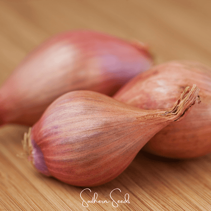 Davidor Shallot– 50 Seeds