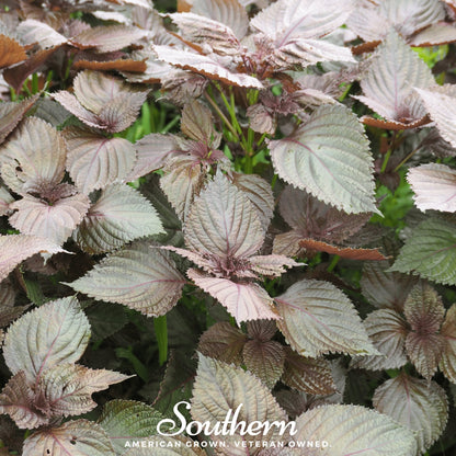 Red Shiso – 200 Seeds