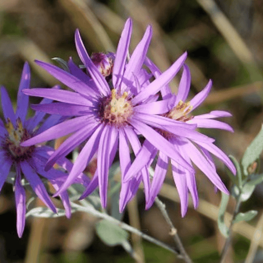 Silky Aster – 25 Seeds