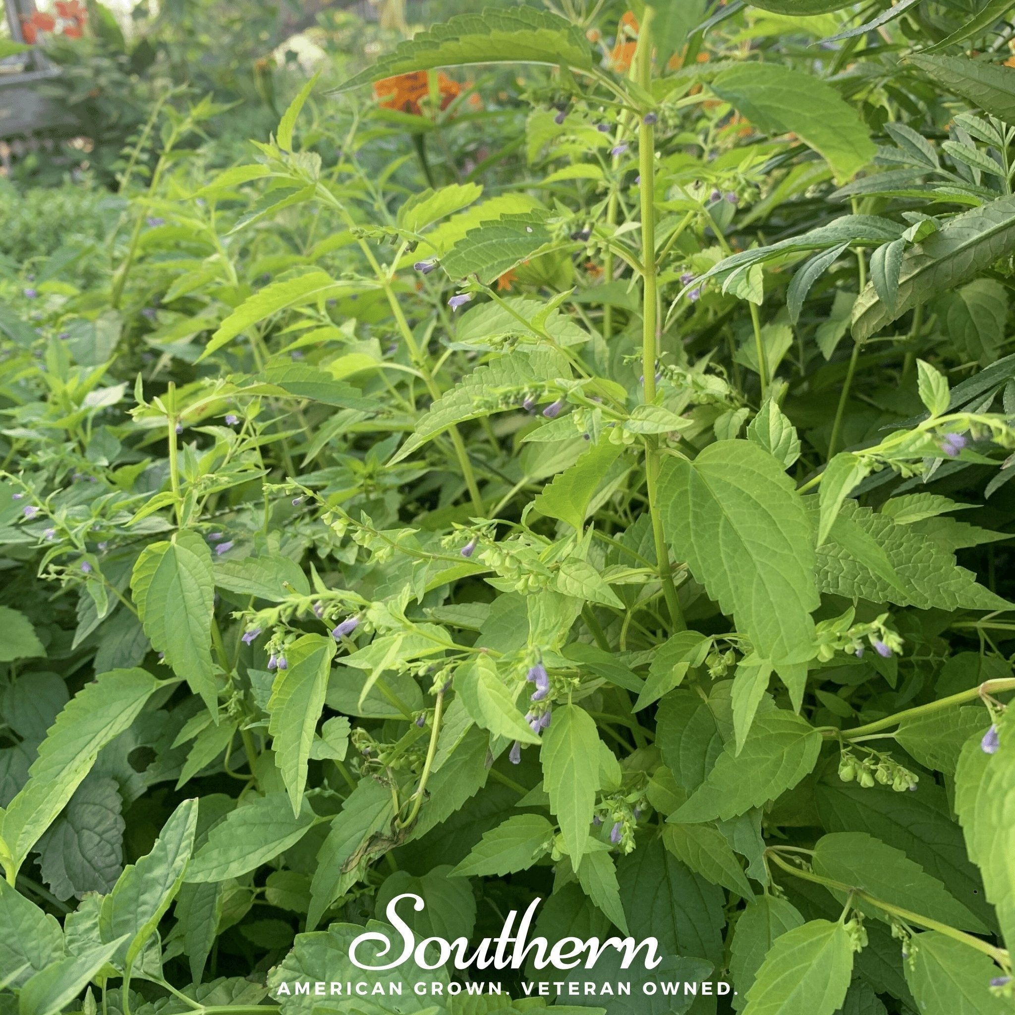 Official Mad Dog Skullcap – 50 Seeds
