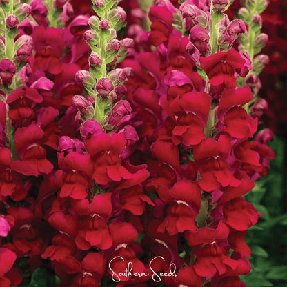 Defiance Snapdragon – 200 Seeds