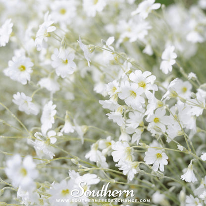 Snow in Summer Chickweed – 100 Seeds