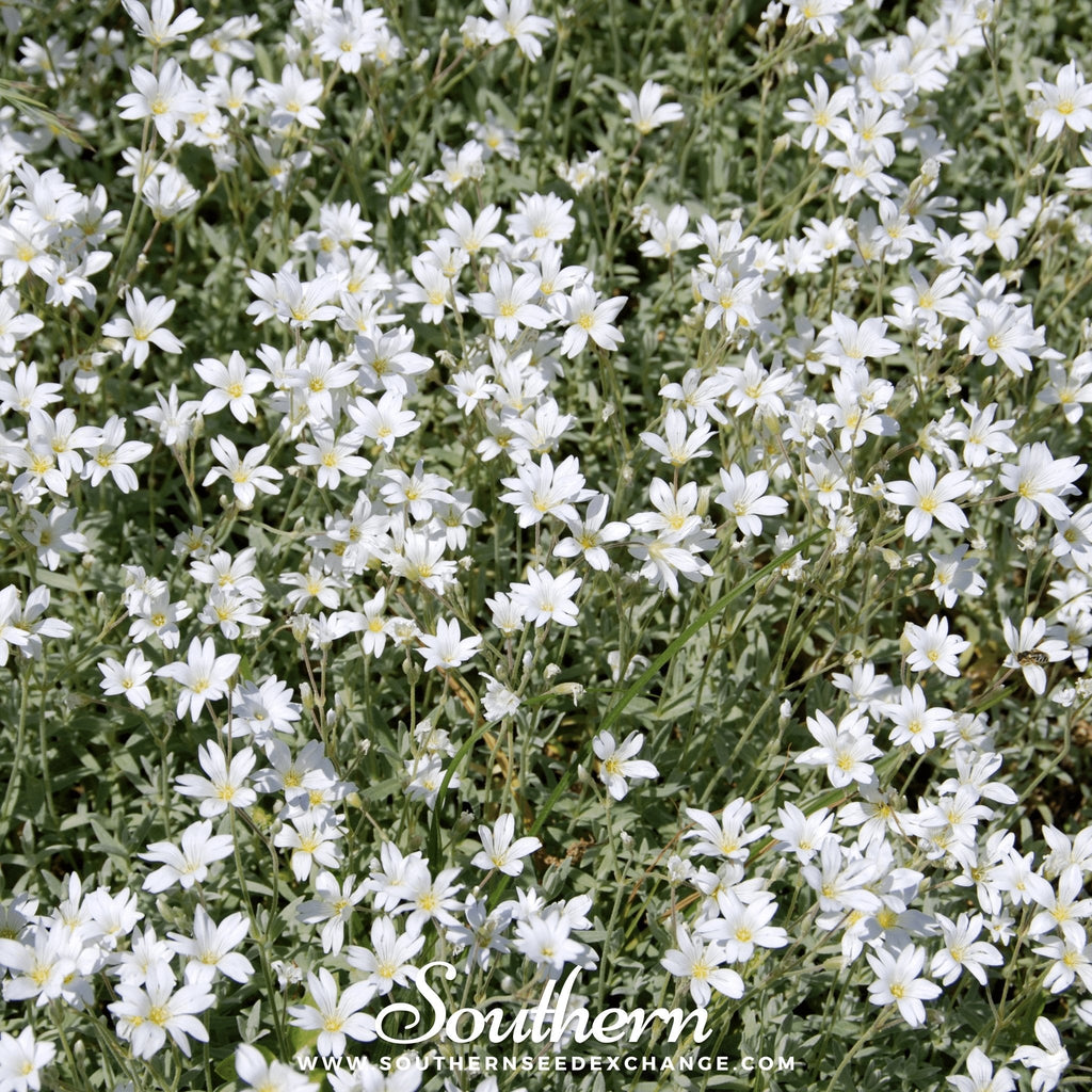 Snow in Summer Chickweed – 100 Seeds