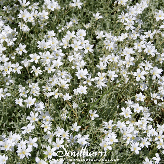 Snow in Summer Chickweed – 100 Seeds