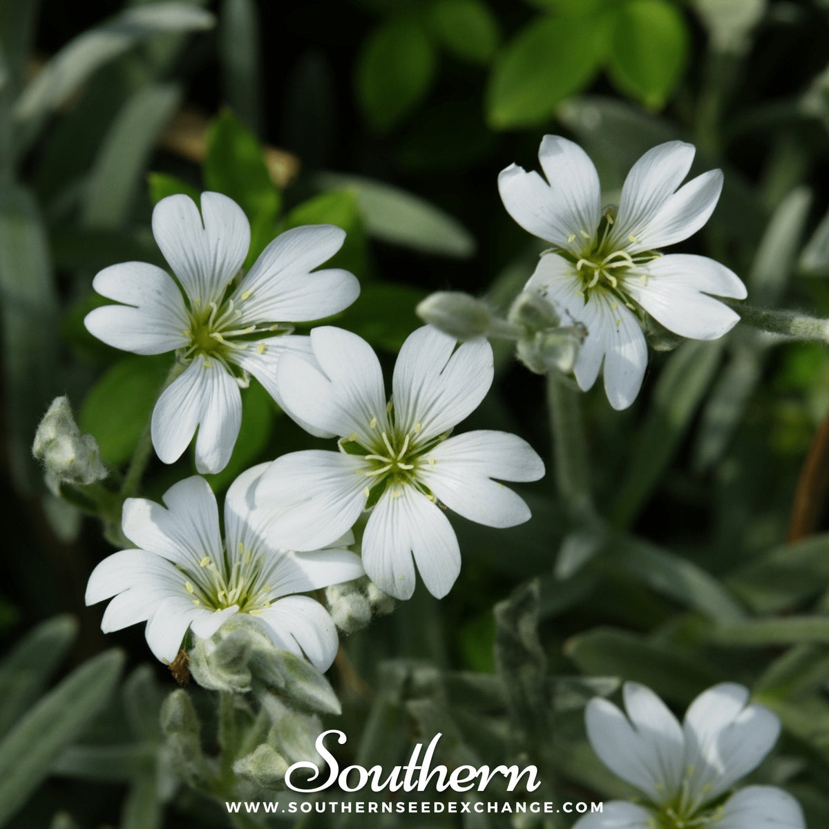 Snow in Summer Chickweed – 100 Seeds