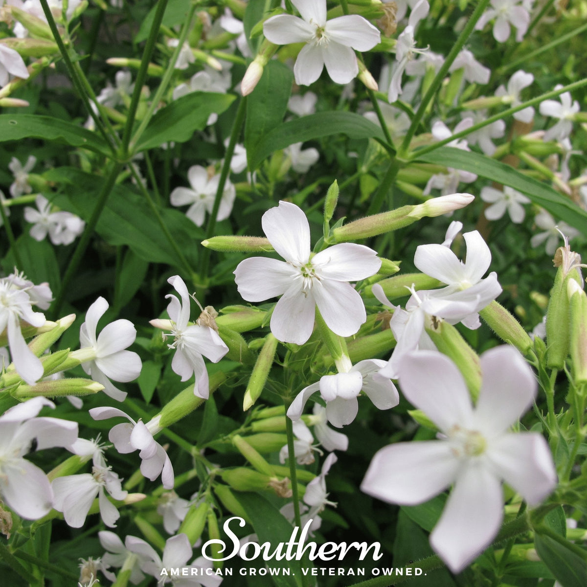 Soapwort – 100 Seeds