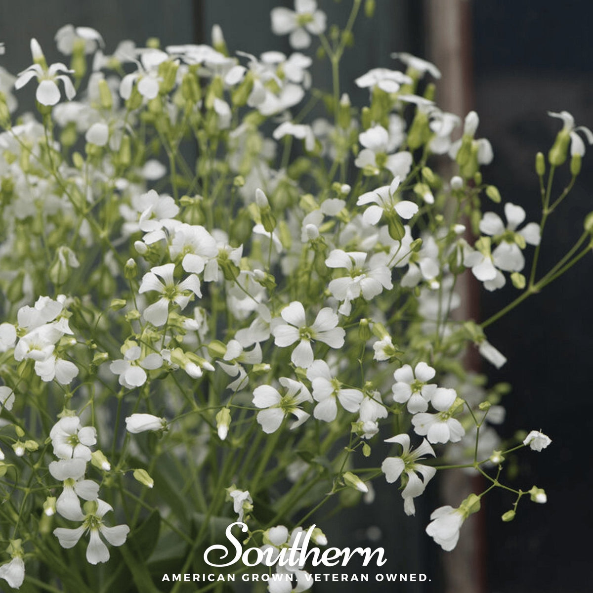 Soapwort – 100 Seeds