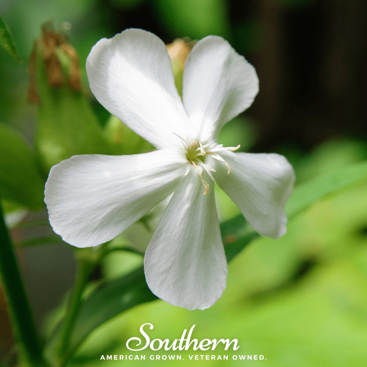 Soapwort – 100 Seeds