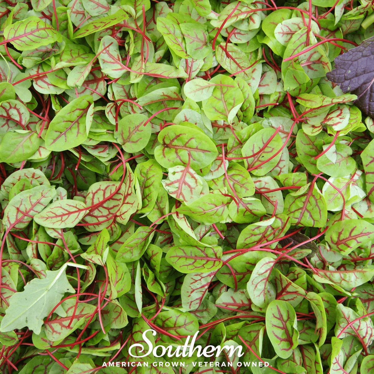 Red Veined Sorrel – 200 Seeds