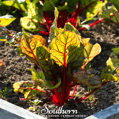 Red Veined Sorrel – 200 Seeds